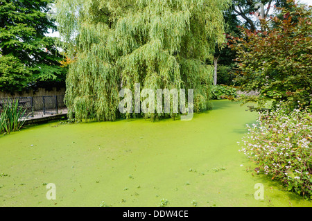 Ein Gartenteich mit Wasserlinsen (Lemnoideae) bedeckt Stockfoto