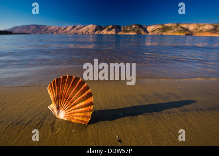 Schöne Landschaften, Muscheln am Strand in Kroatien Stockfoto