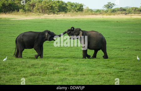Zwei junge Elefanten-Bullen spielen kämpfen mit ihren Rüsseln zusammenschieben Stockfoto