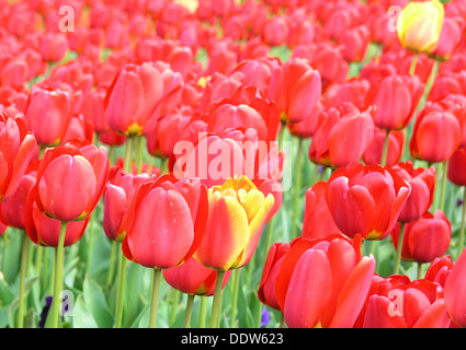 Rote Tulpen Feld Hintergrund Stockfoto