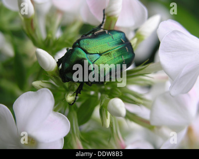 Grüne Wanze auf Sommerblume im Garten Stockfoto