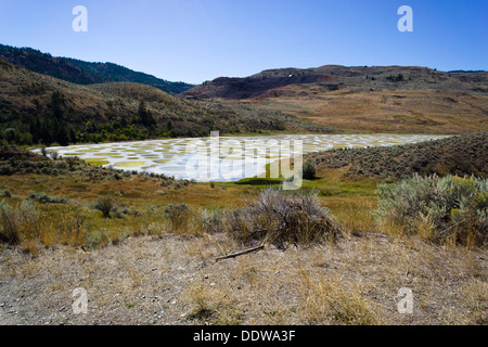 See gesichtet, eine Kochsalzlösung abflusslose Laugensee befindet sich nordwestlich von Osoyoos, Okanagan-Similkameen Region, BC, Kanada. Stockfoto