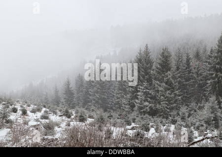 Nadelwald im dichten Nebel bei Schneesturm, Harz mountains Stockfoto