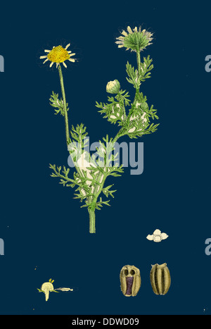 Chrysanthemum Inodorum, var. Maritimum; Geruchlos Mayweed, var. B. Stockfoto