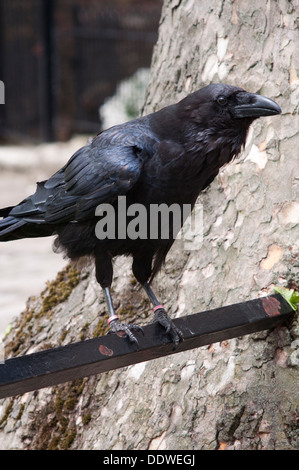 England, London, Rabe, Corvus Corax, Bewohner des Tower of London Stockfoto