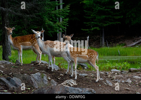 Drei weibliche Damwild. Stockfoto