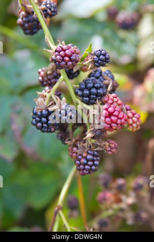 Nahaufnahme von plump, organisch, Brombeeren Reifen auf einem Busch Stockfoto