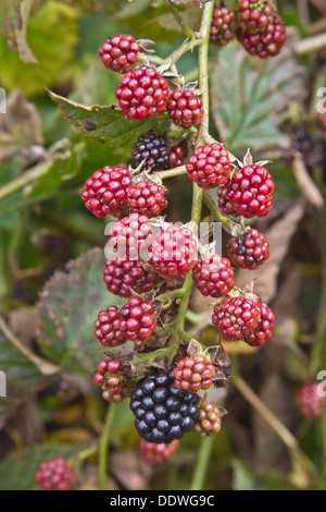 Nahaufnahme eines Clusters von Brombeeren in verschiedenen Stadien der Reife Stockfoto