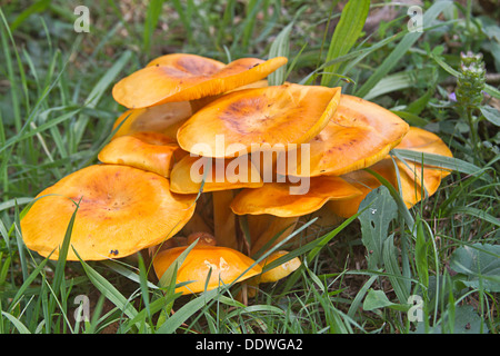 Nahaufnahme eines pulsierenden orange gefärbt, giftige Jack-o-Laterne Pilze wachsen Gras Stockfoto