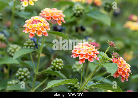 Lantana Blumen und Beeren Pflanzen Sträucher im Garten Stockfoto