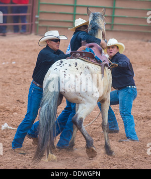 Cowboys ist in einem wilden Pferd Rennen Wettbewerb beim 92. jährliche Indian Rodeo in Gallup, NM Stockfoto