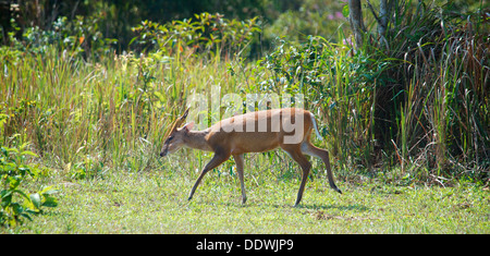 Männlichen rot (oder gemeinsam) Muntjac Rotwild, Muntiacus Muntjak, auch bekannt als eine bellende Hirsche in Khao Yai, Thailand. Stockfoto