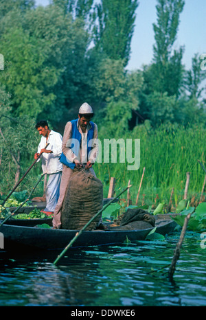 Schwimmende Gemüsemarkt See Dal Srinagar Kaschmir Indien Stockfoto