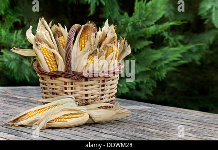 Maiskolben in Korb. Garten Ambiente Stockfoto