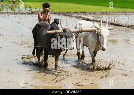 Indischen Bauern vorbereiten und Nivellierung ein neues Reis Paddy Feld mit einer Ebene, die von indischen Kühen gezogen. Andhra Pradesh, Indien Stockfoto