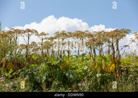 Heracleum Persicum Pflanze Stockfoto