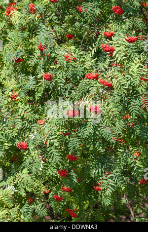 Vogelbeeren Stockfoto