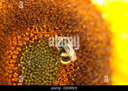 Biene auf Sonnenblume Stockfoto