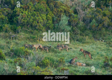 Eine 12-köpfige Iberischer Wolf (Canis Lupus Signatus) Pack spielen in einer Bergwiese in Picos de Europa Gebirge in Leon, Spanien. Stockfoto