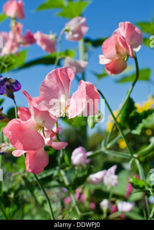 Bunte rosa lieber Erbse Blumen im Garten vor einem blauen Himmel. Lathyrus-man Stockfoto