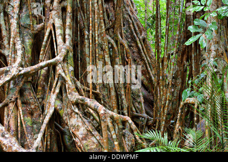 Cathedral Fig, Atherton Tablelands, weit North Queensland, Australien Stockfoto