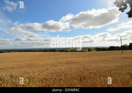 Weizenfeld in England UK Stockfoto