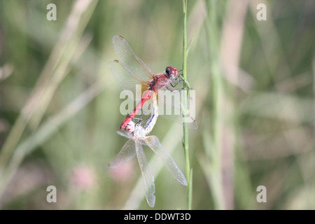 Libellen, die Paarung Stockfoto