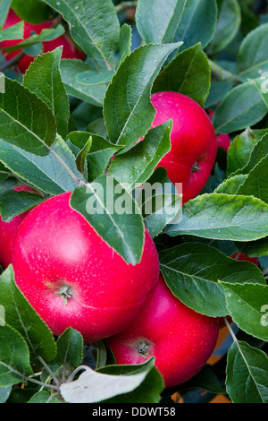 Entdeckung-Äpfel Reifen in einem Garten von Surrey Stockfoto