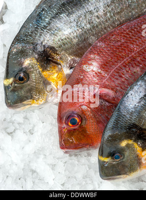 Meeresfrüchte auf Eis am Fischmarkt Stockfoto