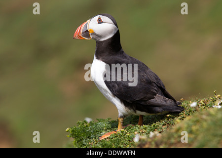 Papageitaucher (Fratercula Arctica) Stand am Rand der Klippe. Skomer Island Stockfoto