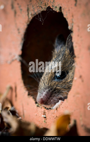 Waldmaus versteckt im Inneren eine Haus-Ziegel Stockfoto