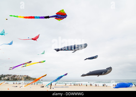 Drachen fliegen auf dem Bondi-Festival der Winde 2013, Sydney Australia Stockfoto