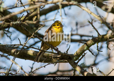 Männchen im Baum im winter Stockfoto