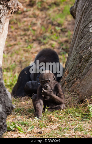 Westliche Flachlandgorillas (Gorilla Gorilla Gorilla). Elf Monate alten Jungen mit Mutter hinter. Durrell Wildlife Park, Jersey. Stockfoto