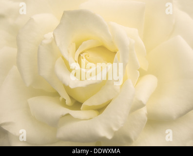 Nahaufnahme Foto cremig zarte weiße rose Stockfoto