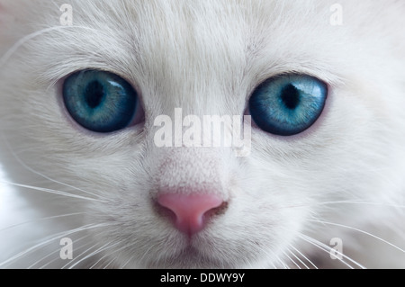 Weiße Katze mit blauen Augen Stockfoto