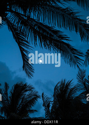 Mondaufgang mit Palmen Stockfoto