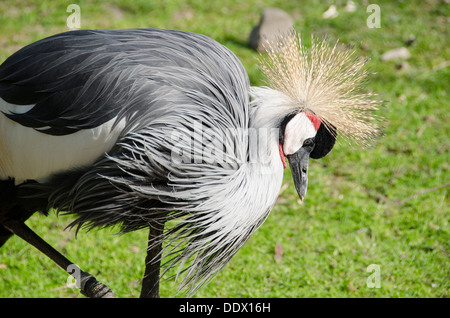 Schwarzer gekrönter Kran Balearica Pavonina in Tageslicht Stockfoto