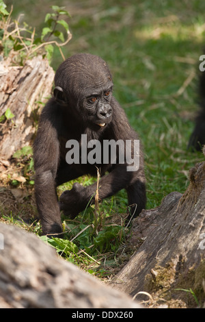 Flachlandgorilla (Gorilla Gorilla). Elf Monate alten Jungen. Durrell Wildlife Park, Jersey, Kanalinseln, Großbritannien. Stockfoto