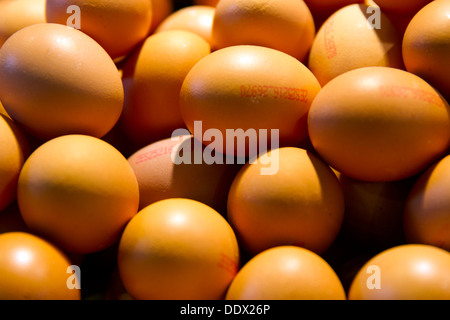Frische Eier Stockfoto
