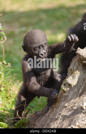 Flachlandgorilla (Gorilla Gorilla). Elf Monate alten Jungen. Durrell Wildlife Park, Jersey, Kanalinseln, Großbritannien. Stockfoto