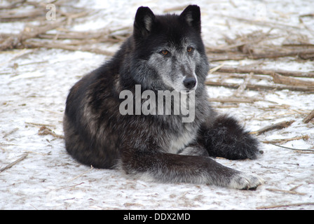 Grauer Wolf im Schnee Stockfoto