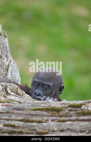 Flachlandgorilla (Gorilla Gorilla). Elf Monate alten Jungen. Durrell Wildlife Park, Jersey, Kanalinseln, Großbritannien. Stockfoto