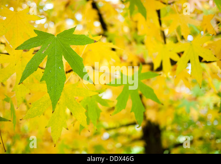 Schöne Herbst (Herbst) Gold und grün Blätter aus einer japanischen Ahorn (Acer Palmatum) in Coal Harbour, Vancouver, Kanada. Stockfoto