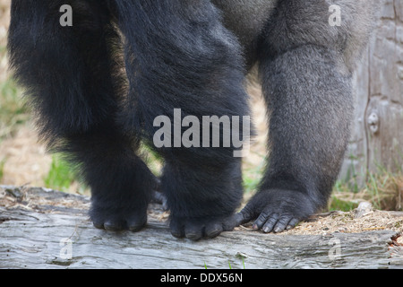 Flachlandgorilla (Gorilla Gorilla Gorilla). Männlich. Haltung. Finger, Arme, Beine, Zehen, vorderen Gliedmaßen und Hind Gliedmaßen. Stockfoto