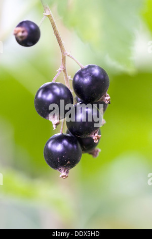 Ribes Nigrum "Seabrooks Black". Reife schwarze Johannisbeeren auf den Busch. Stockfoto