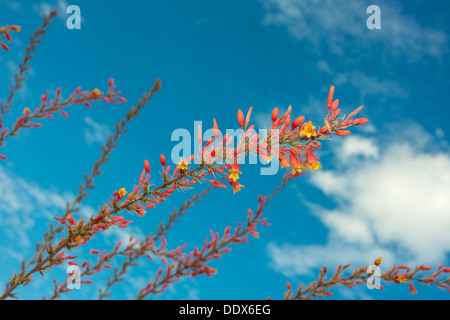 schöne rote Yucca Blüten vor blauem Himmel bewölkt Stockfoto