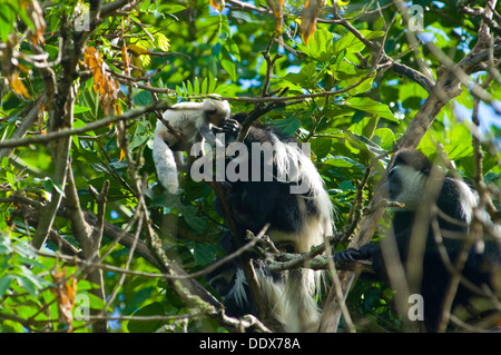 Colobus Affen Mutter, reinigen das Auge ihres Babys Stockfoto