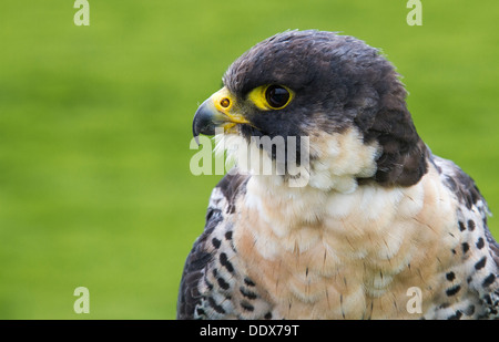 Porträt von ein Wanderfalke. (Captive) Stockfoto