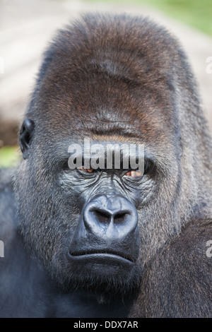 Flachlandgorilla (Gorilla Gorilla Gorilla). Männlich. Durrell Wildlife Conservation Park, Jersey, Kanalinseln, Großbritannien. Stockfoto